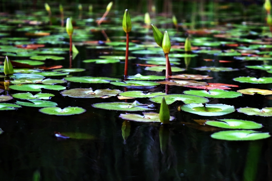 Jardín Botánico de Cali